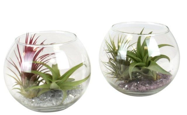 Tillandsia, Airplants mix 10 cm glass pot