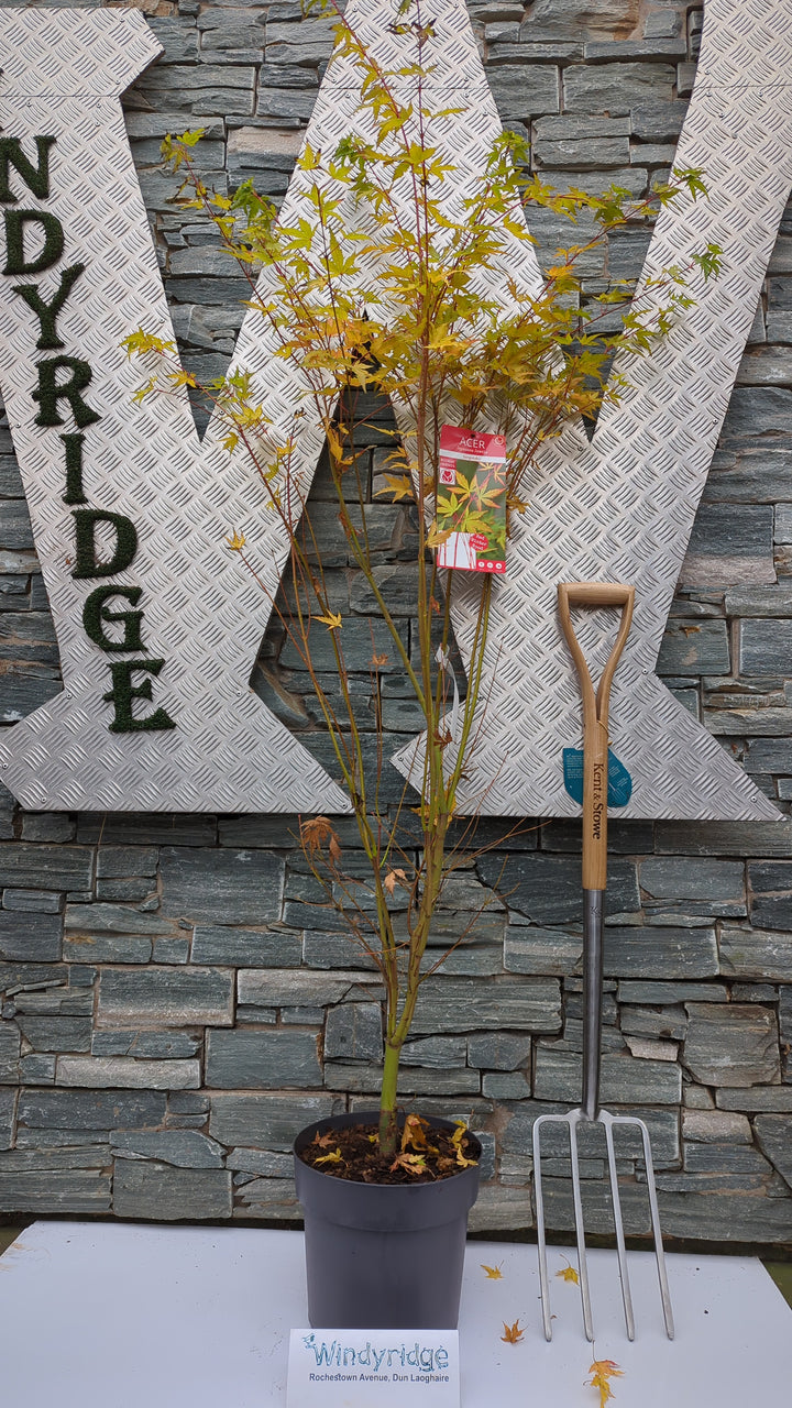 Acer palmatum Sangokaku  10 Ltr pot