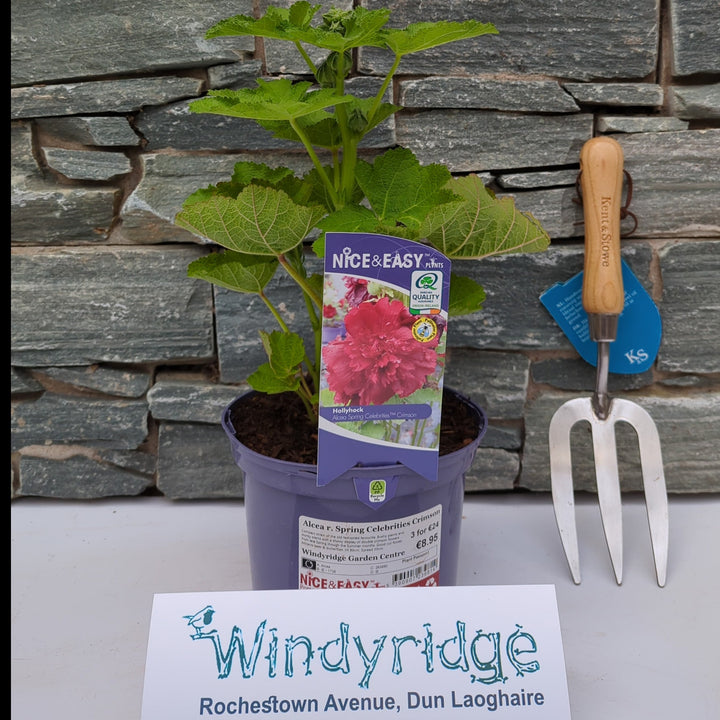 Alcea r. Spring Celebrities Crimson