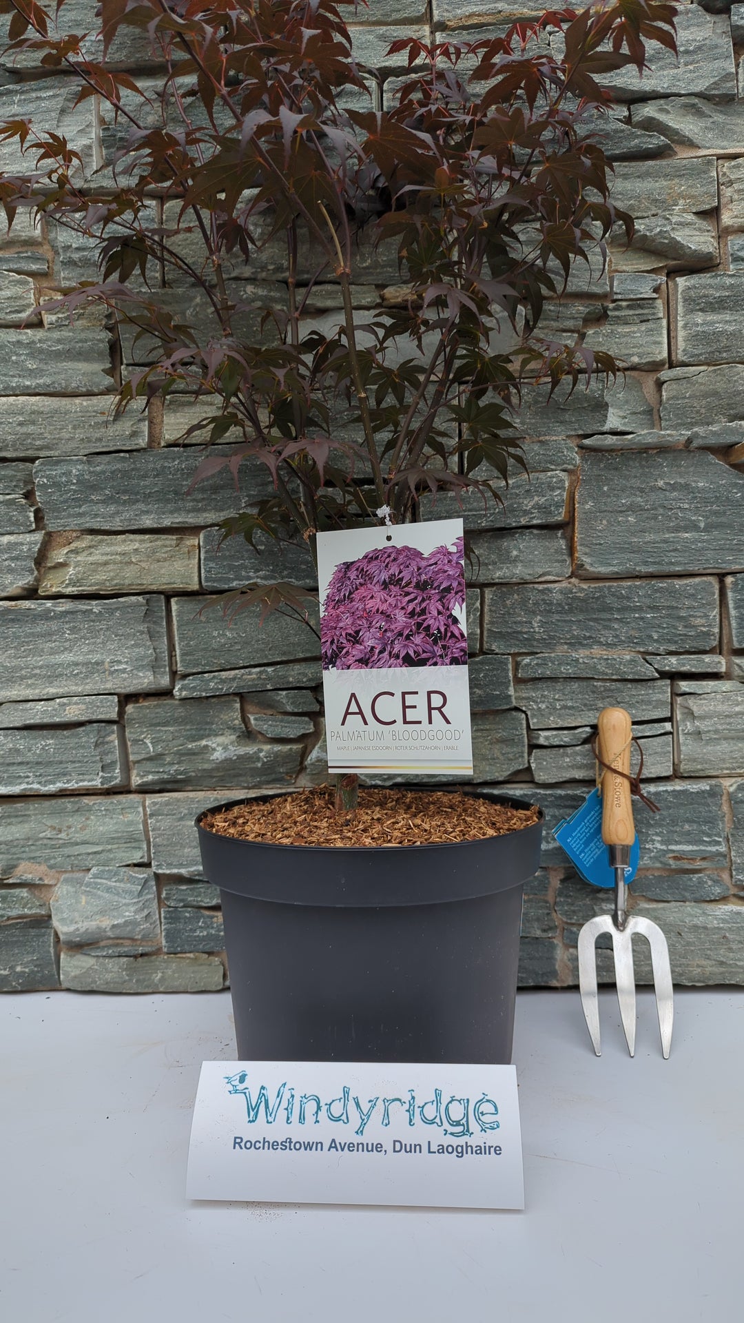 Acer palmatum Bloodgood  10 Ltr Pot