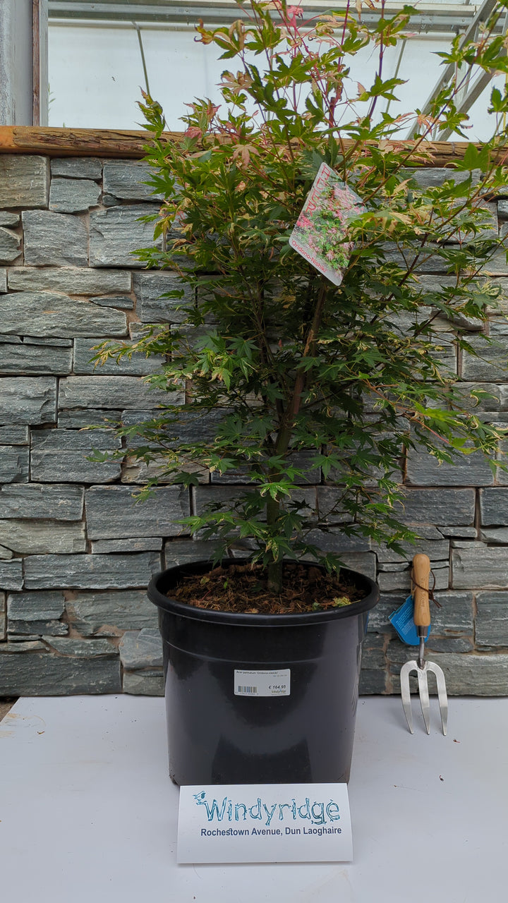 Acer palmatum Oridono-nishiki  100-125 CM C20