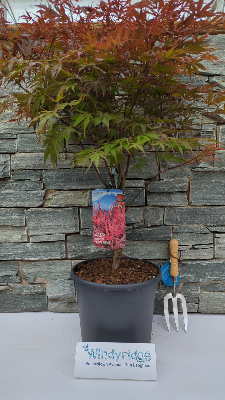 Acer pal. Pevé Dave (60-80 cm 10L)