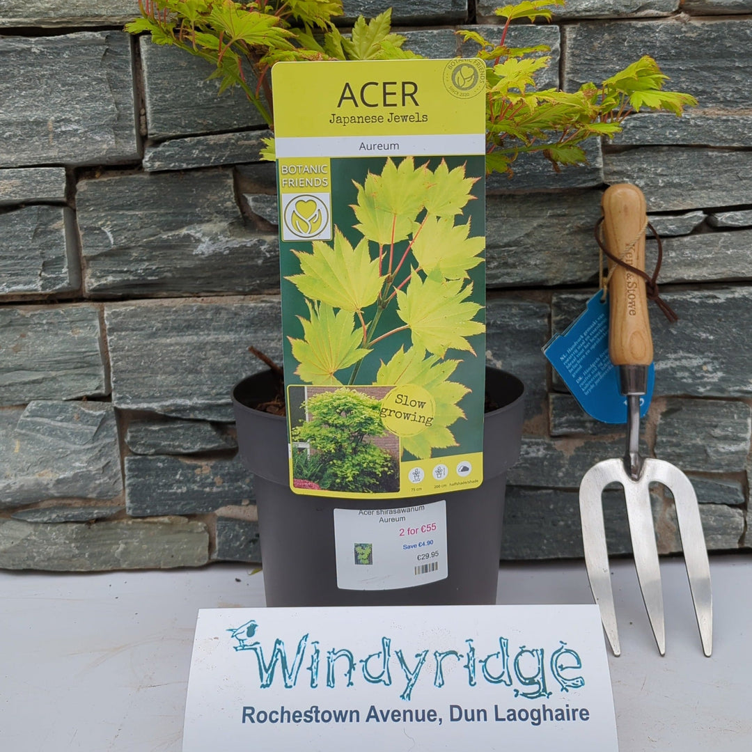 Acer shirasawanum Aureum