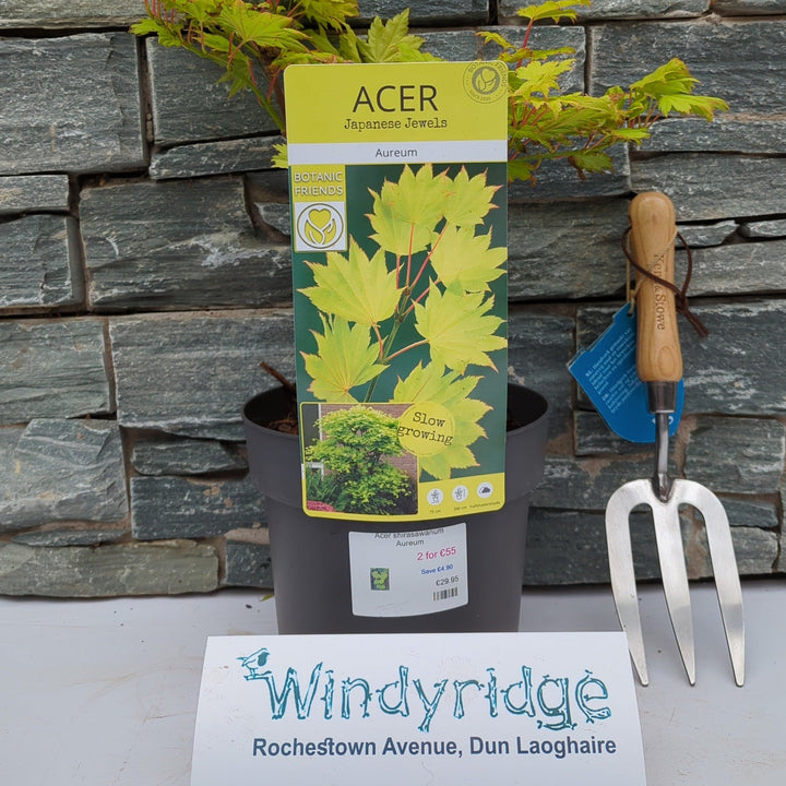 Acer shirasawanum Aureum
