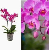 Phalaenopsis Elegant Cascade pink P9 - 2 stem