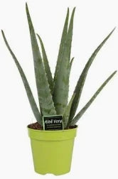 Aloe vera Barbadensis