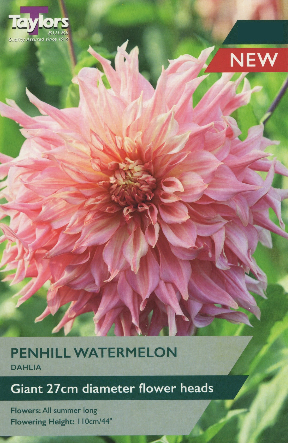 DAHLIA PENHILL WATERMELON X 1