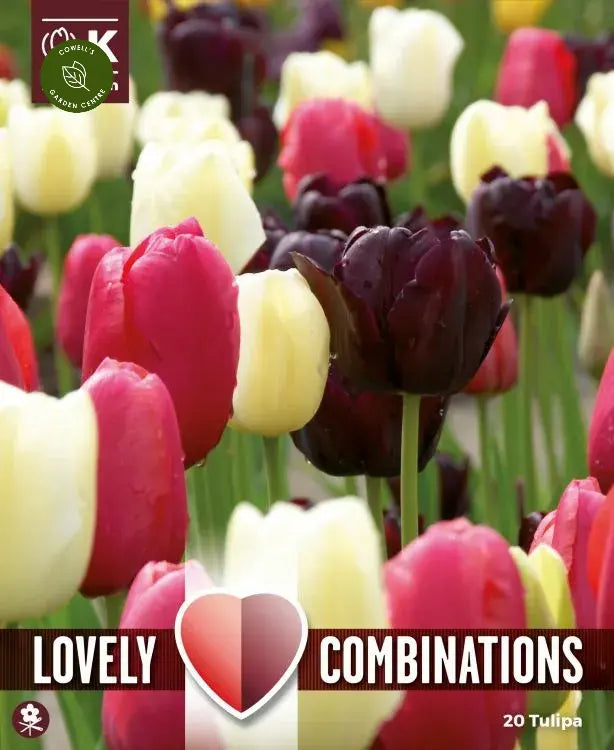 COMBI TULIPA BLACK, PINK & WHITE x 15