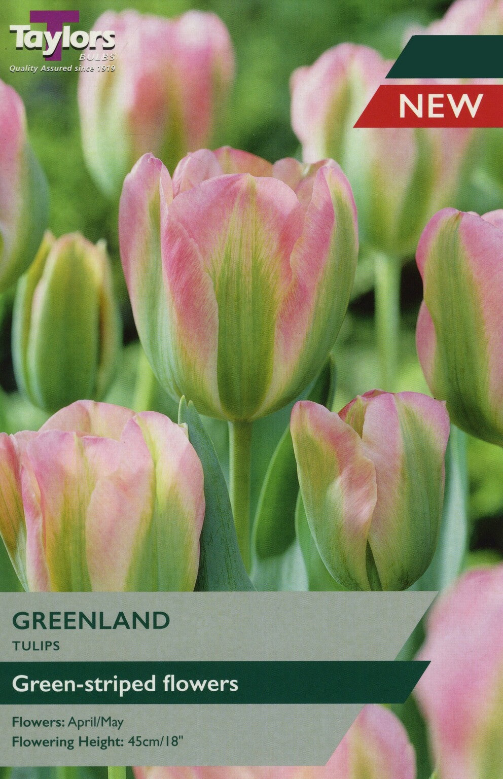 TULIP GREENLAND X 7