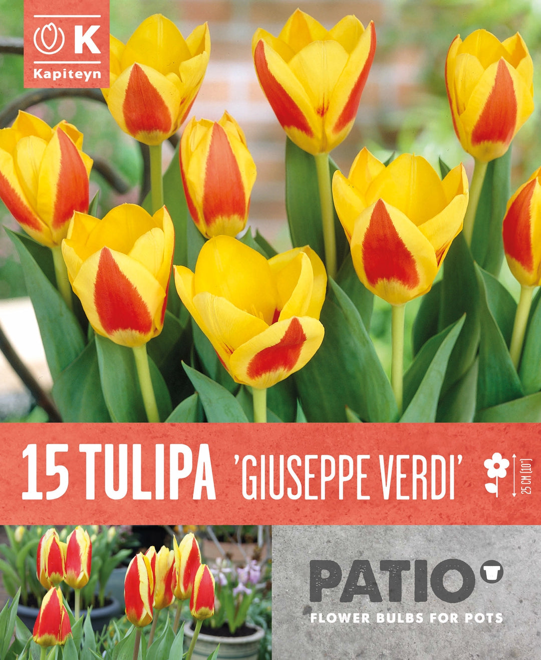 TULIPA GIUSEPPE VERDI x 15