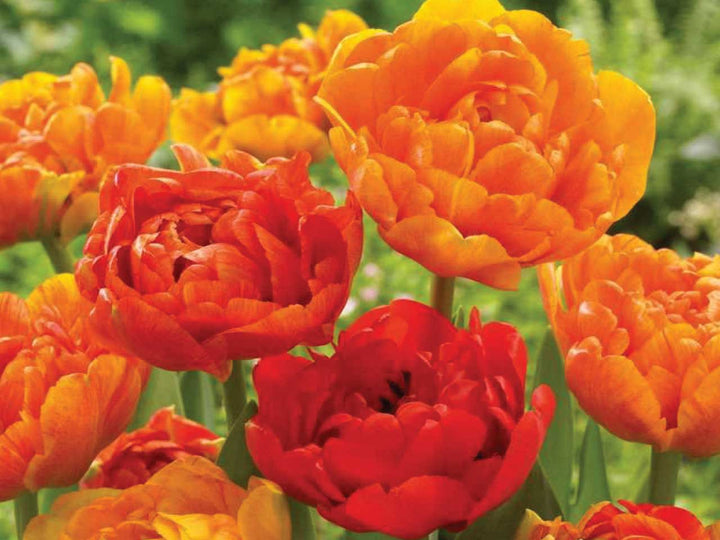 TULIPA SUN LOVER x 10