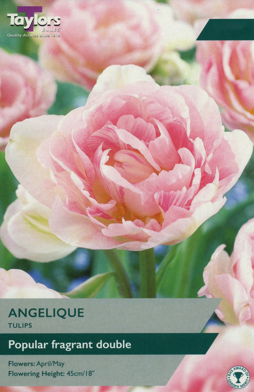 TULIP ANGELIQUE
