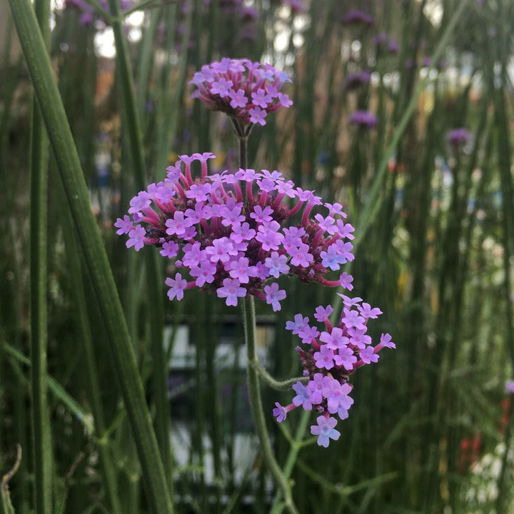 VERBENA bon. Lollipop