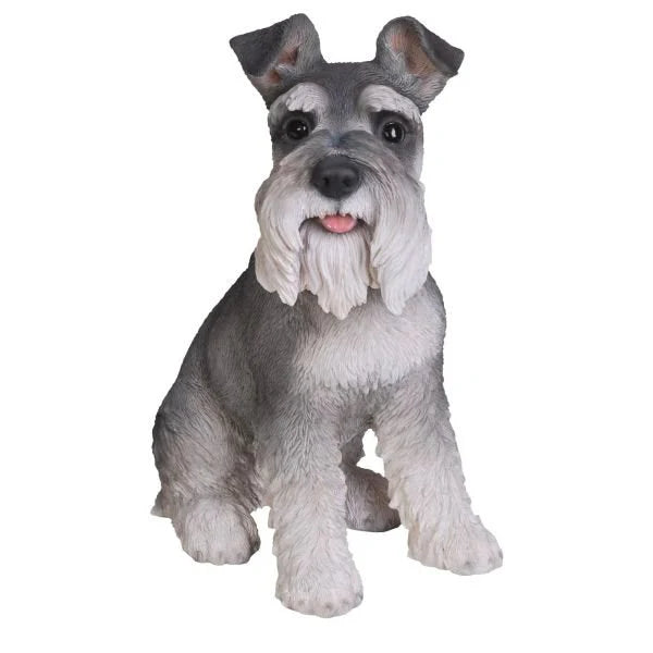 RL Miniature Schnauzer B