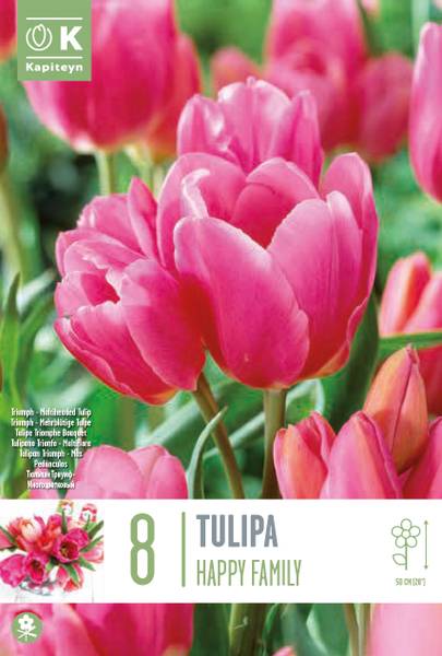 TULIPA HAPPY FAMILY X 8