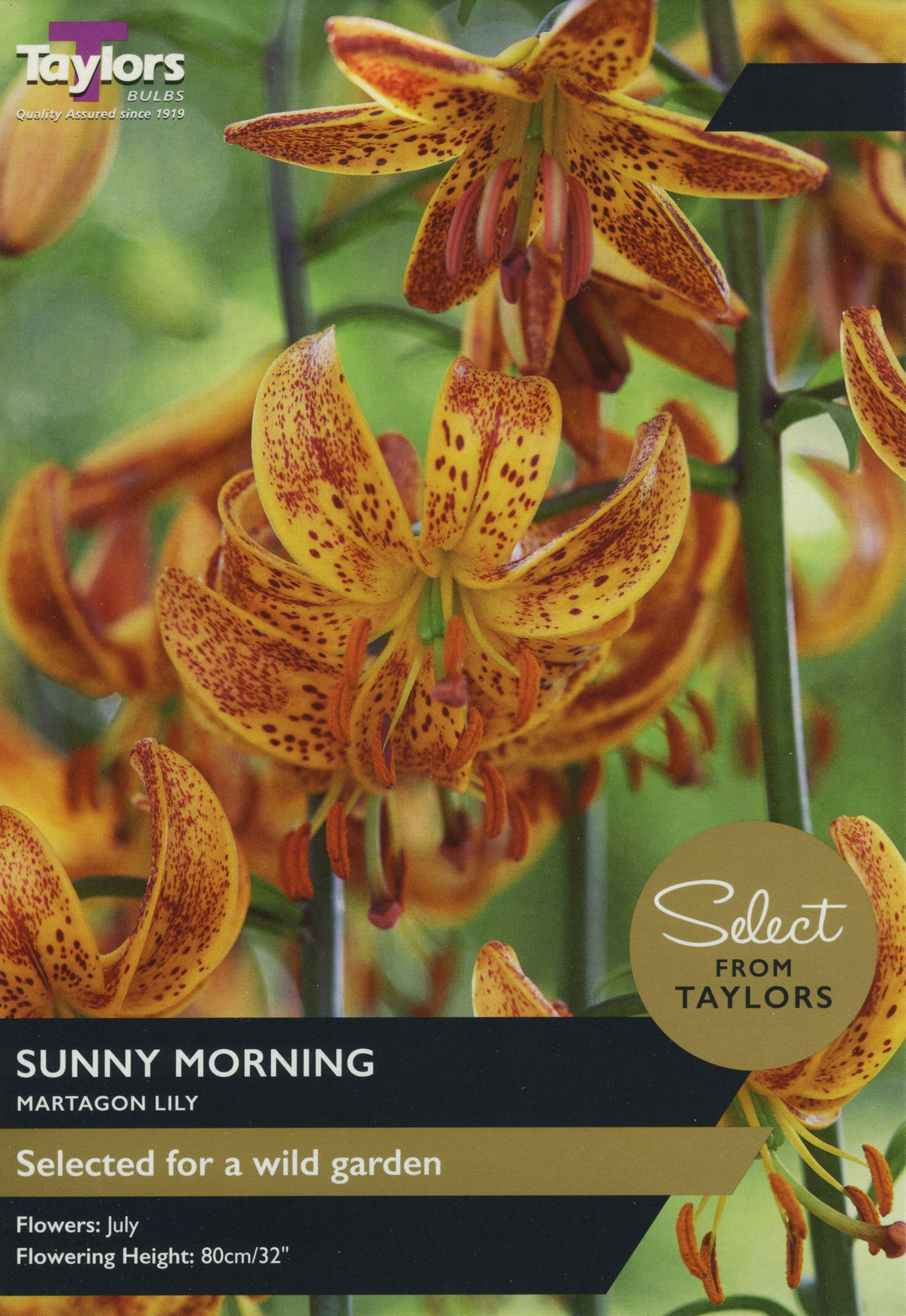 LILY SUNNY MORNING x 2