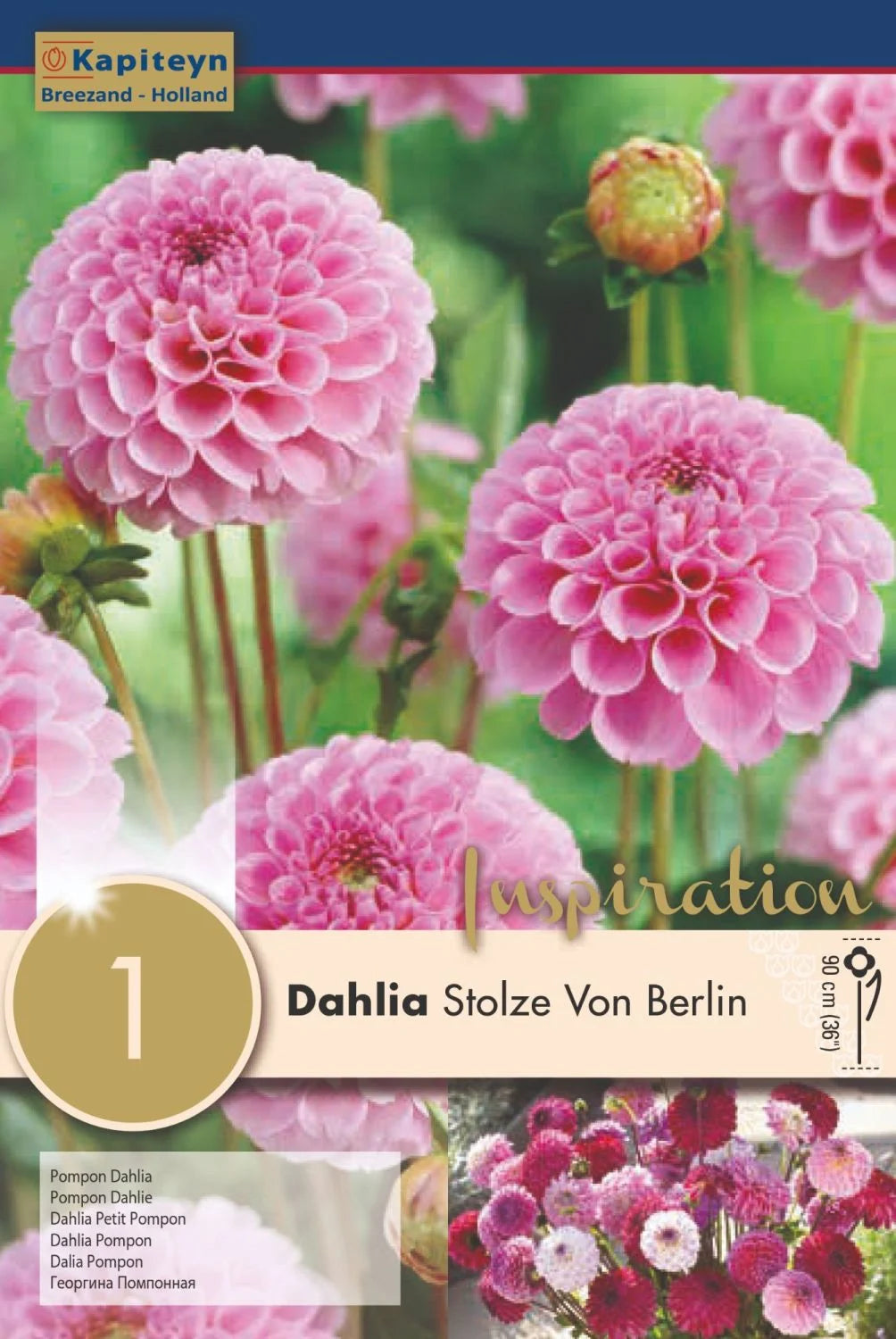DAHLIA STOLZE VON BERLIN x 1