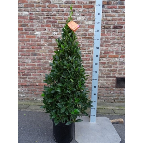 Bay Pyramid 140cm