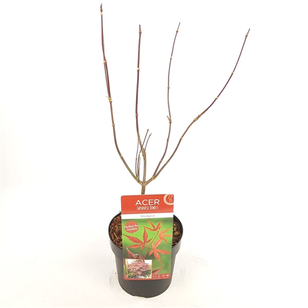 Acer-Bloodgood-Potted-2