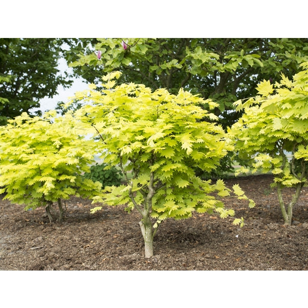 Acer shirasawanum Aureum  C6.5