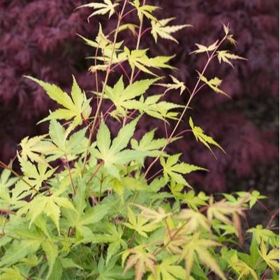 Acer Katsura