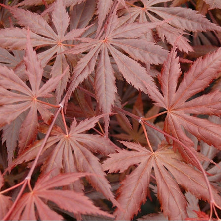 Acer palmatum Trompenburg  3 Ltr pot