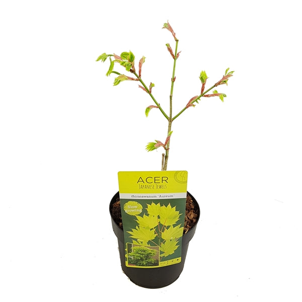 Acer shirasawanum Aureum