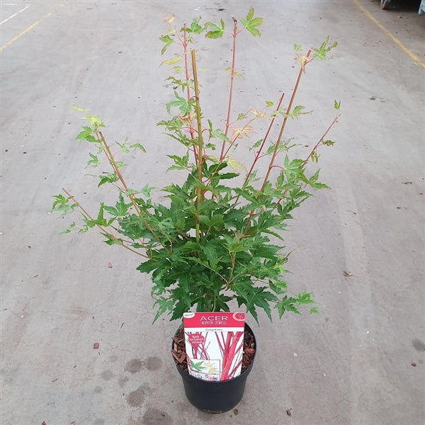 Acer-Sangokaku-Potted-3