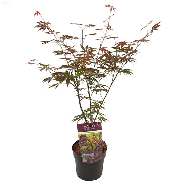 Acer palmatum Trompenburg  3 Ltr pot