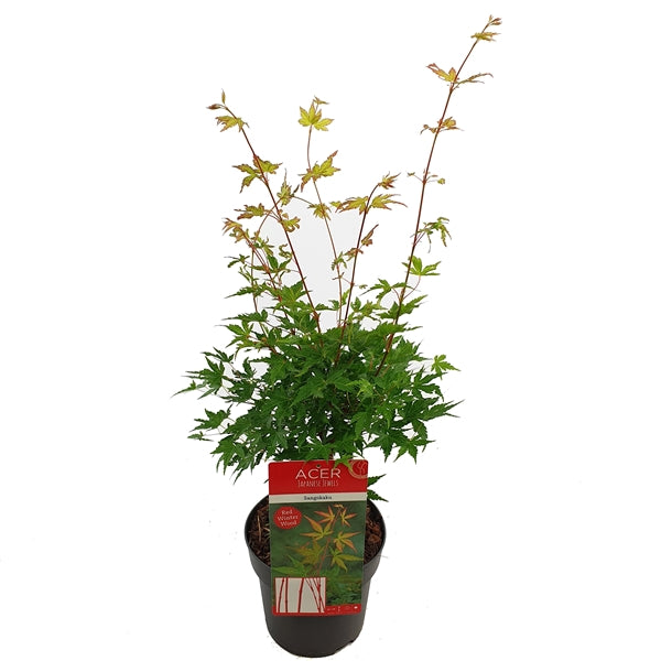 Acer-Sangokaku-Potted-4