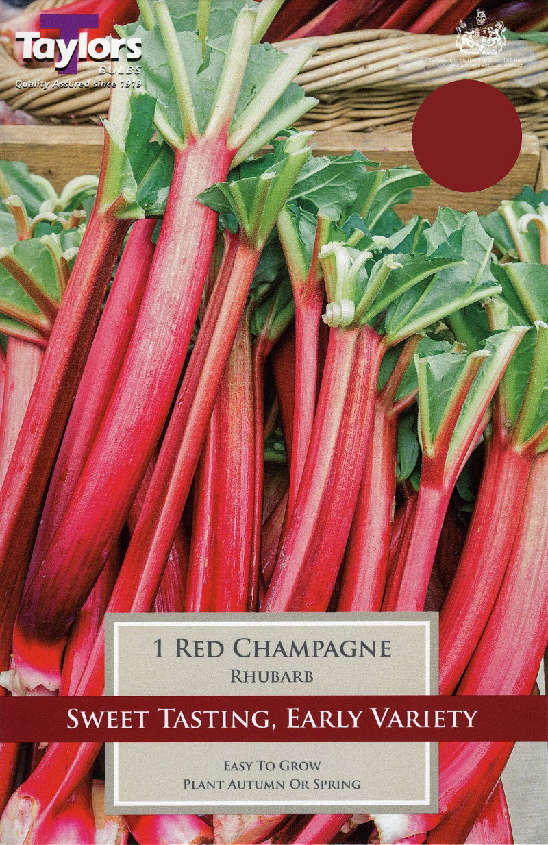 1 RHUBARB RED CHAMPAGNE