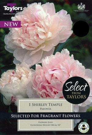 PAEONIA SHIRLEY TEMPLE X 1