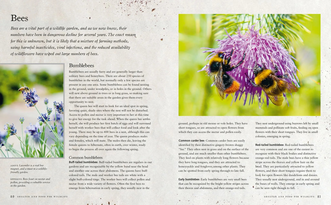 Urban Wildlife Gardener