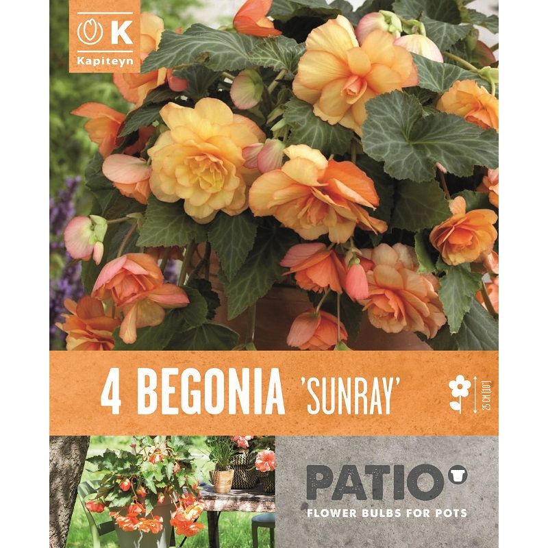 BEGONIA SUNRAY 4