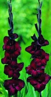 GLADIOLI BLACK STAR X 25