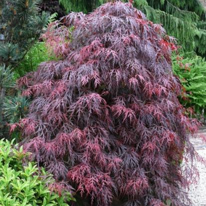 Acer Garnet