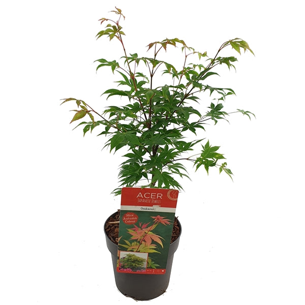 Acer pal. Osakazuki