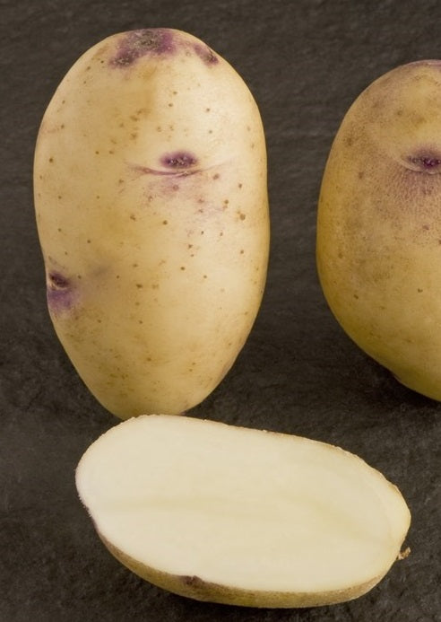 Seed Potato CATRIONA