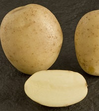 Seed potato ESTIMA