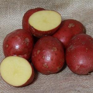Seed Potato SETANTA
