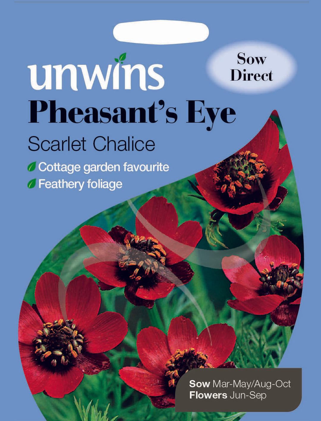 Pheasant s Eye Scarlet Chalice