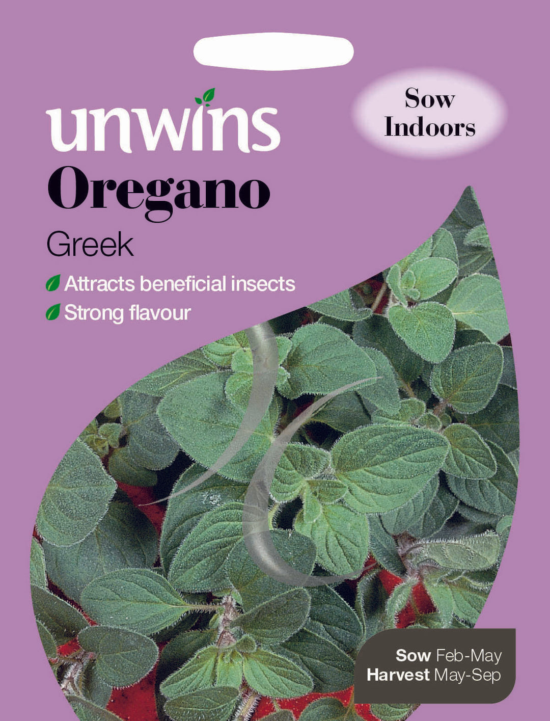 Herb Oregano Greek