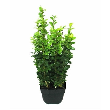 Buxus Hedging Pot Size13cm 5 for 25