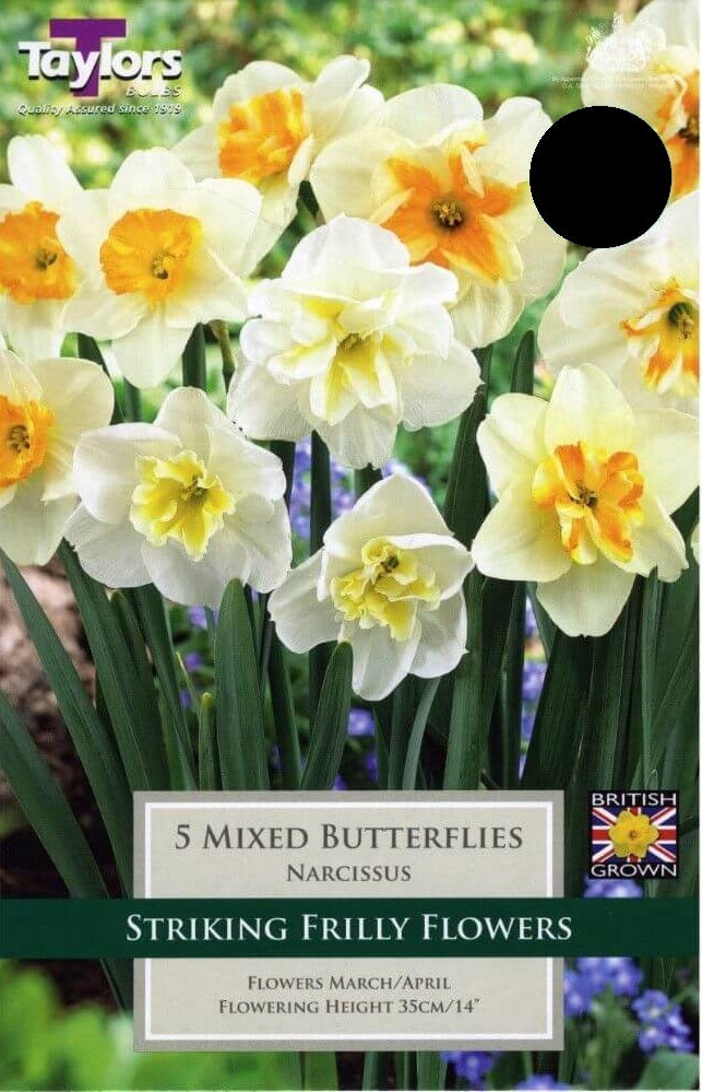 NARCISSUS MIXED BUTTERFLIES 6