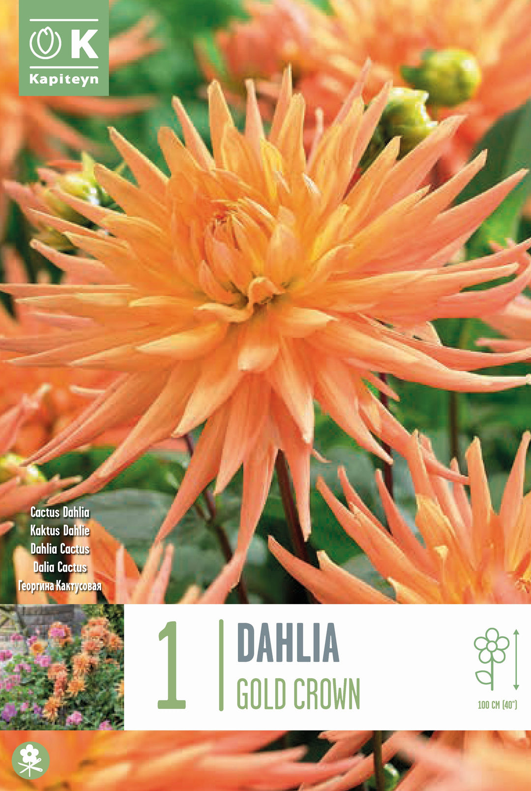 DAHLIA GOLD CROWN x 1