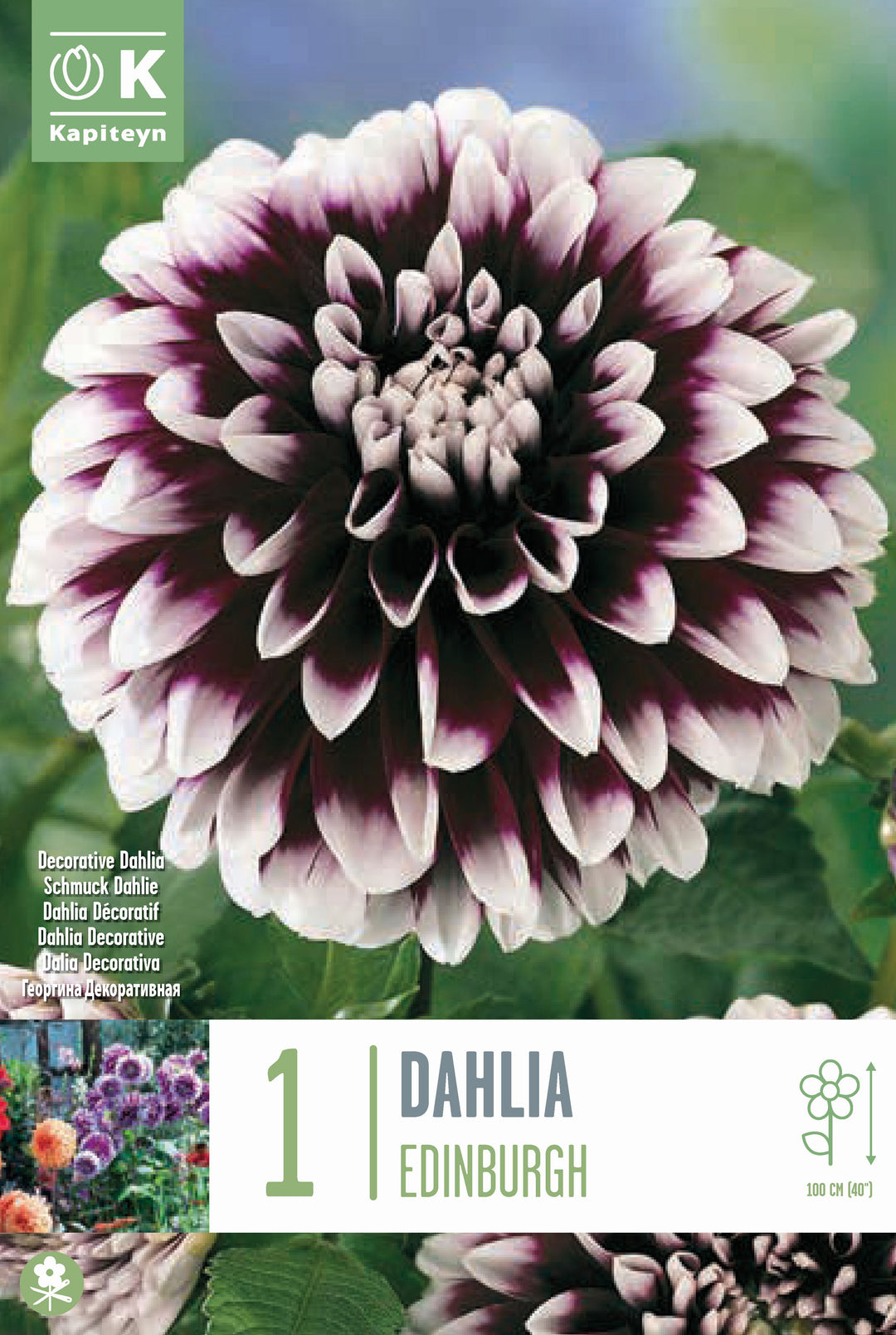 DAHLIA EDINBURGH x 1