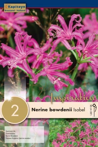 NERINE ISABEL x 2