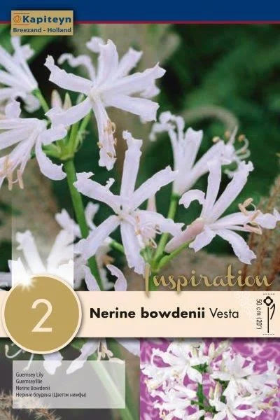 NERINE VESTA x 2