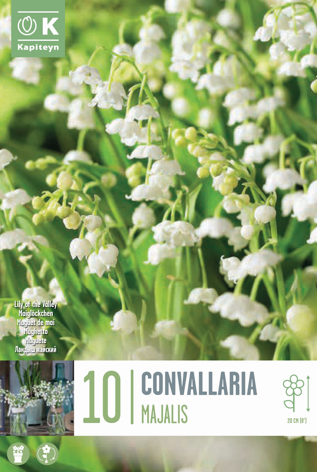 CONVALLARIA MAJALIS x 5