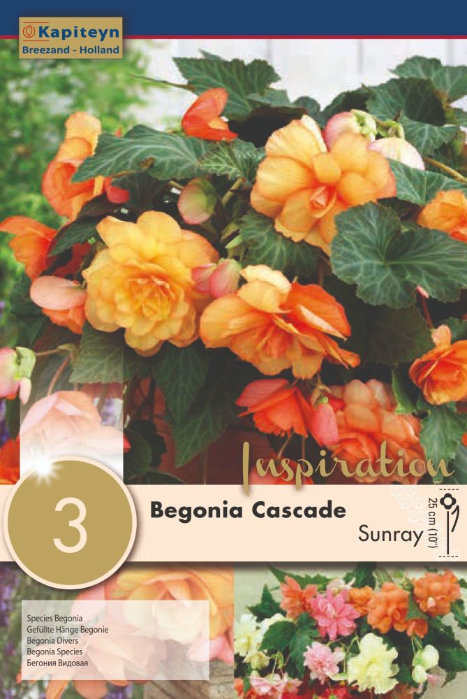 BEGONIA SUNRAY